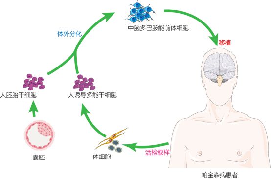 復旦校友領航，躍賽生物獲數千萬元天使輪融資，深耕干細胞治療新賽道