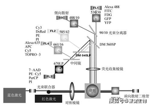 淺談流式細胞術 原理、技術研發與應用前沿
